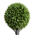 Broadleaf Podocarpus Ball Double Topiary 58"