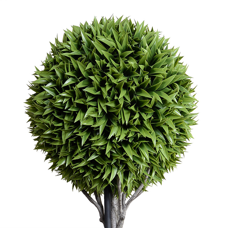 Broadleaf Podocarpus Ball Double Topiary 58"