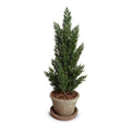 Italian Cypress Tabletop plant in Terracotta, 22H"