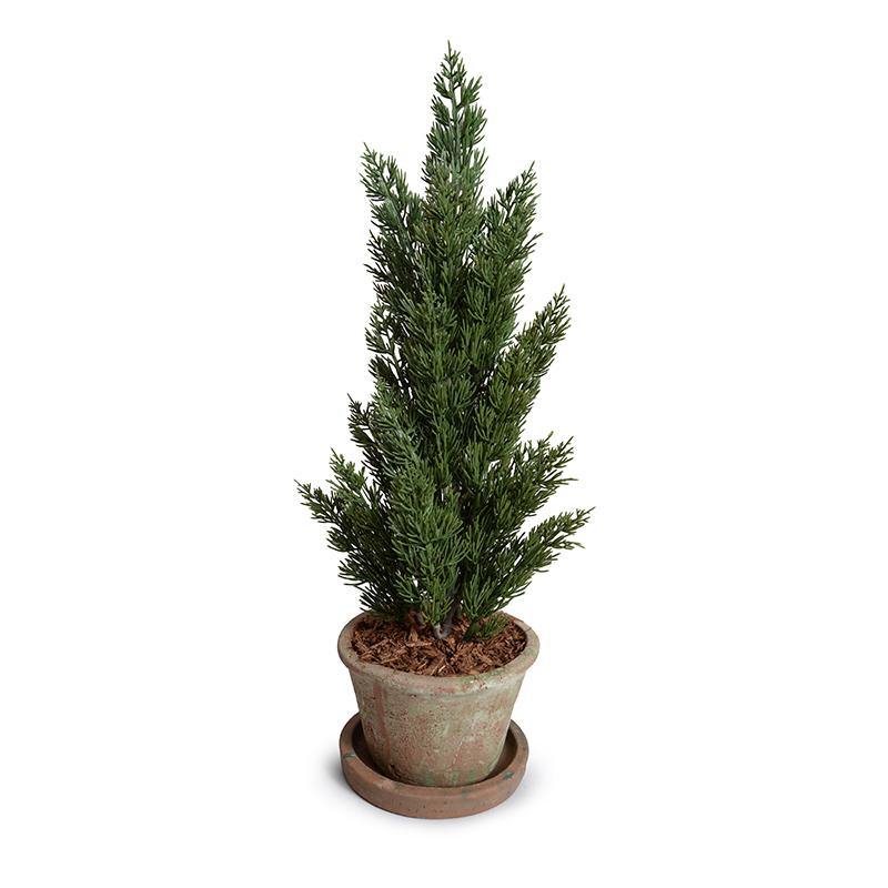 Italian Cypress Tabletop plant in Terracotta, 22H"