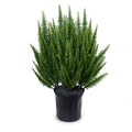 Foxtail Fern 30"H