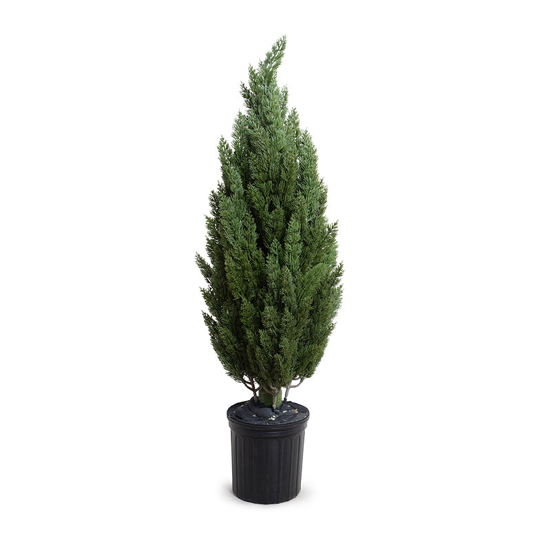 Italian Cypress Tree 4ft