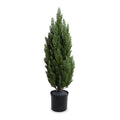 Italian Cypress Tree 5ft