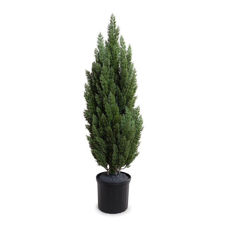 Italian Cypress Tree 5ft