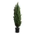 Italian Cypress Tree 6ft