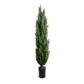 Italian Cypress Tree 9.5ft