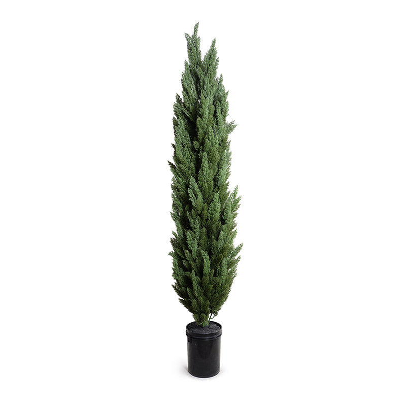 Italian Cypress Tree 9.5ft
