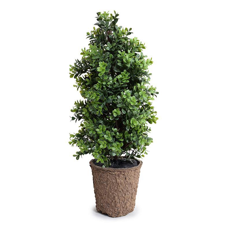 Boxwood Shrub Parterre 26"H