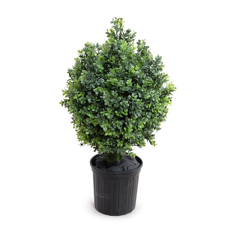 Boxwood Shrub 32"