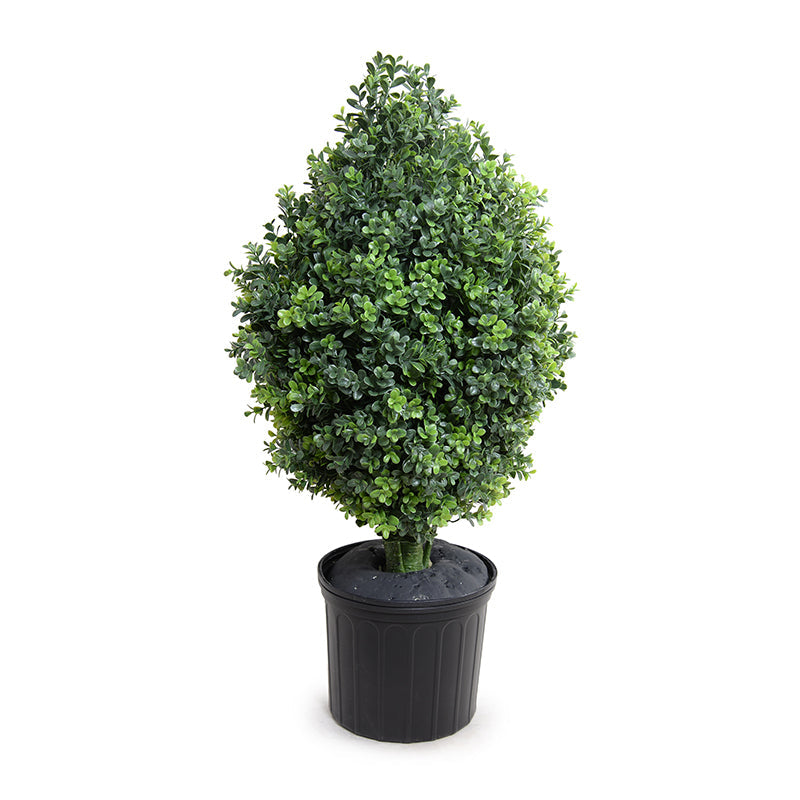 Boxwood Shrub 38"