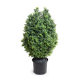 Boxwood Shrub 42"