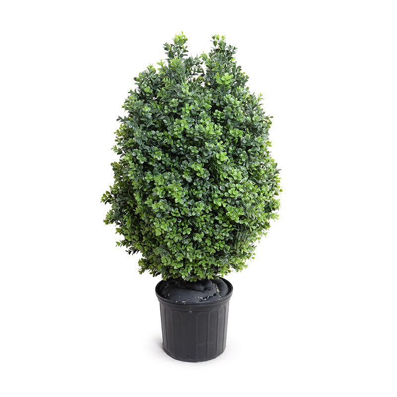 Boxwood Shrub 42"