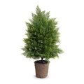 Arborvitae Shrub 30"