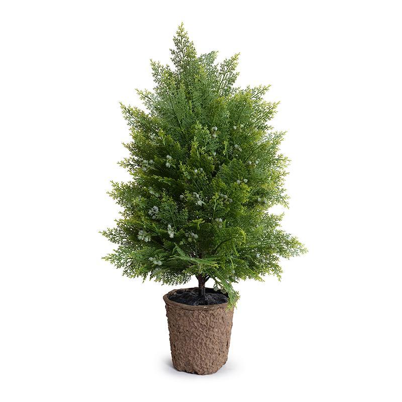 Arborvitae Shrub 30"