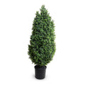 Boxwood Shrub 62"