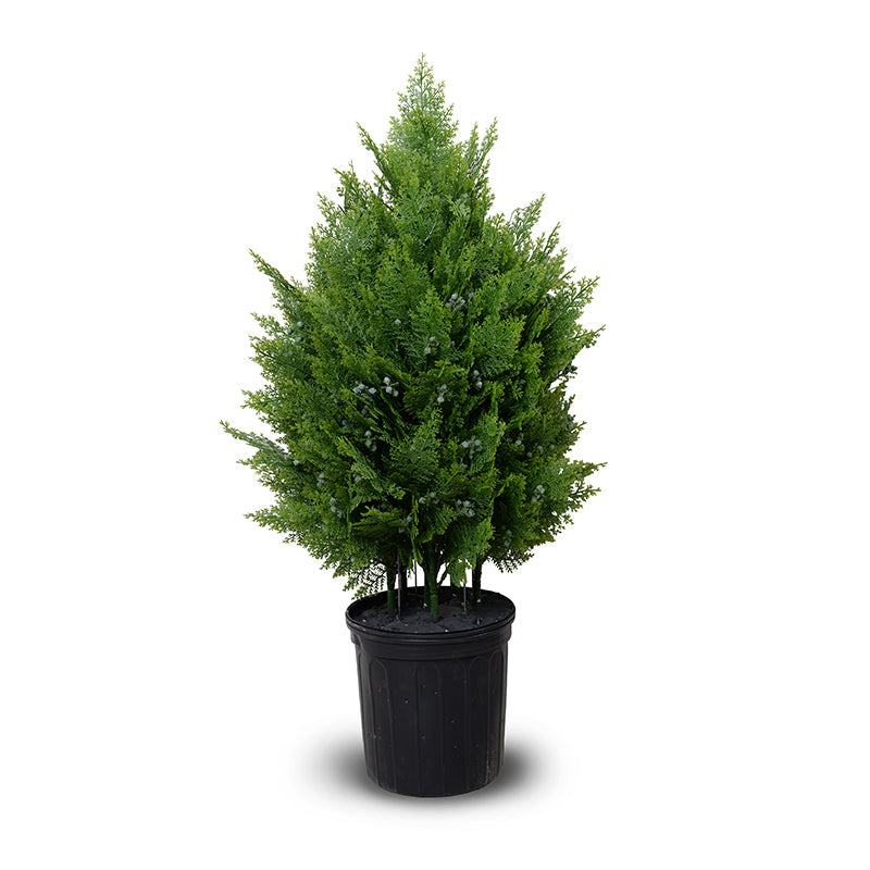 Arborvitae Shrub 40"