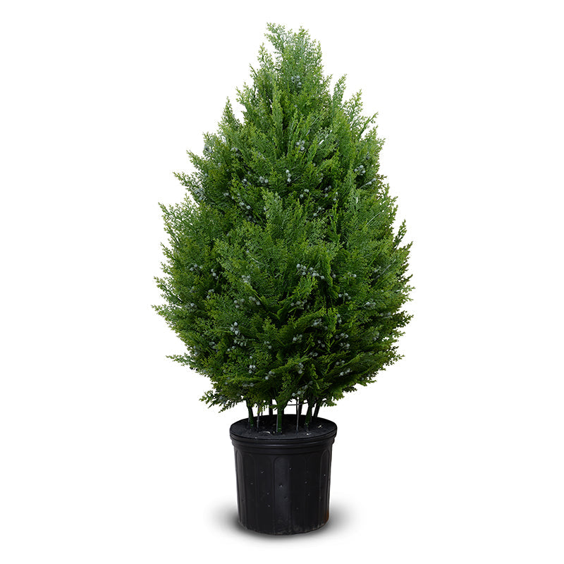 Arborvitae Shrub 48"