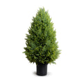 Arborvitae Shrub 56"
