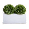 Broadleaf Podocarpus Balls in Planter 41"H Balls x2 in 45"