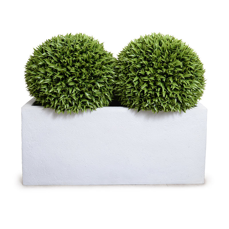 Broadleaf Podocarpus Balls in Planter 41"H Balls x2 in 45"