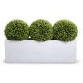 Broadleaf Podocarpus Balls in Planter 41"H Balls x3 in 65"