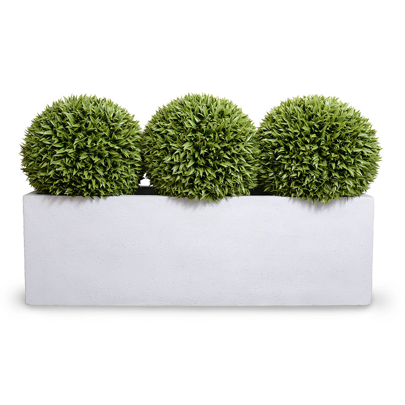 Broadleaf Podocarpus Balls in Planter 41"H Balls x3 in 65"