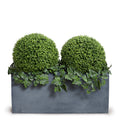 Boxwood Balls w/Ivy Vines in Planter - 41"H 45"