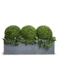 Boxwood Balls w/Ivy Vines in Planter - 41"H 65"