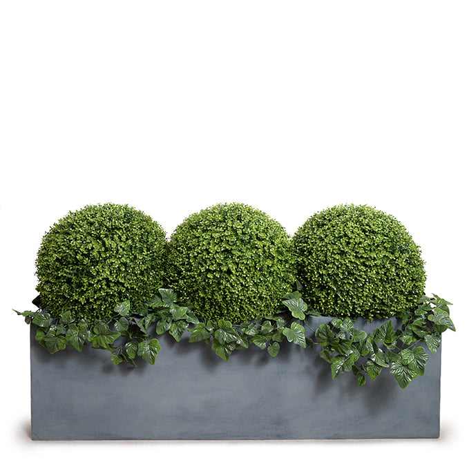 Boxwood Balls w/Ivy Vines in Planter - 41"H 65"