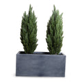 Italian Cypress in 45" Planter 68"H Cypress x2 / Gray Planter