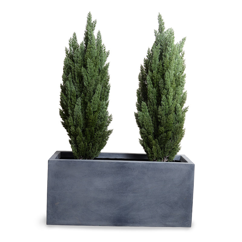 Italian Cypress in 45" Planter 68"H Cypress x2 / Gray Planter