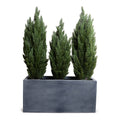 Italian Cypress in 45" Planter 68"H Cypress x3 / Gray Planter