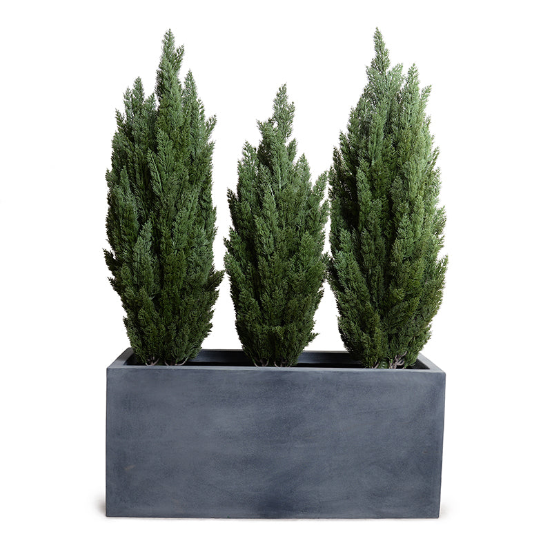 Italian Cypress in 45" Planter 68"H Cypress x3 / Gray Planter