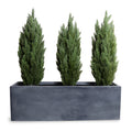 Italian Cypress in 65" Planter 68"H Cypress x3 / Gray Planter