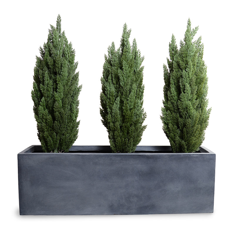 Italian Cypress in 65" Planter 68"H Cypress x3 / Gray Planter
