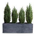 Italian Cypress in 65" Planter 68"H Cypress x4 / Gray Planter