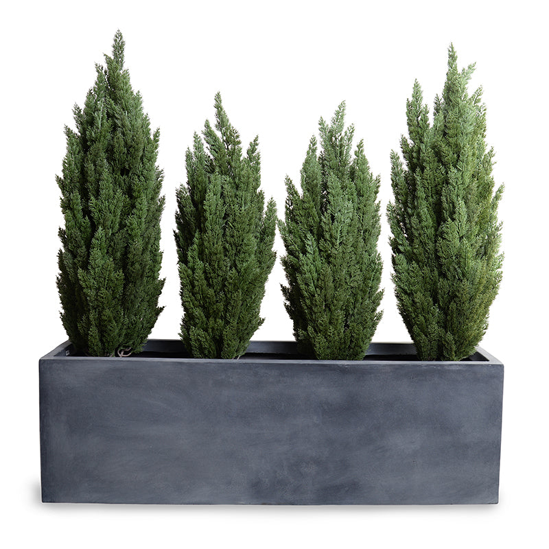 Italian Cypress in 65" Planter 68"H Cypress x4 / Gray Planter