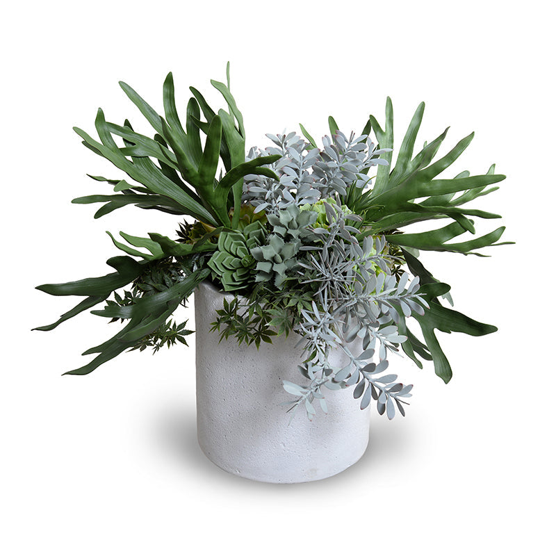 Staghorn Fern & Succulents Arrangement