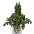 Cypress & Vines Arrangement