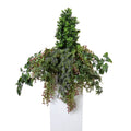 Boxwood & Vines Arrangement