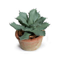 Succulent Agave Parrasana 5"H