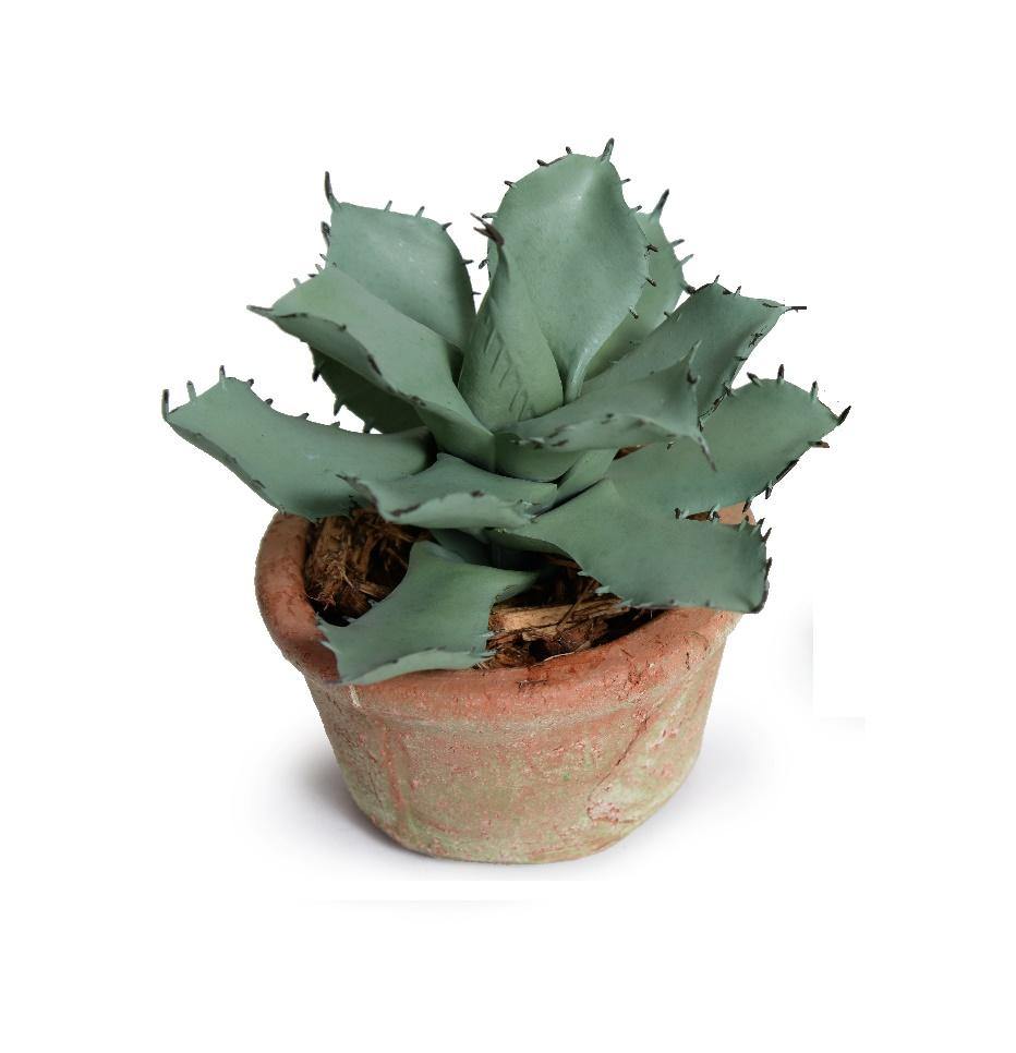 Succulent Agave Parrasana 5"H