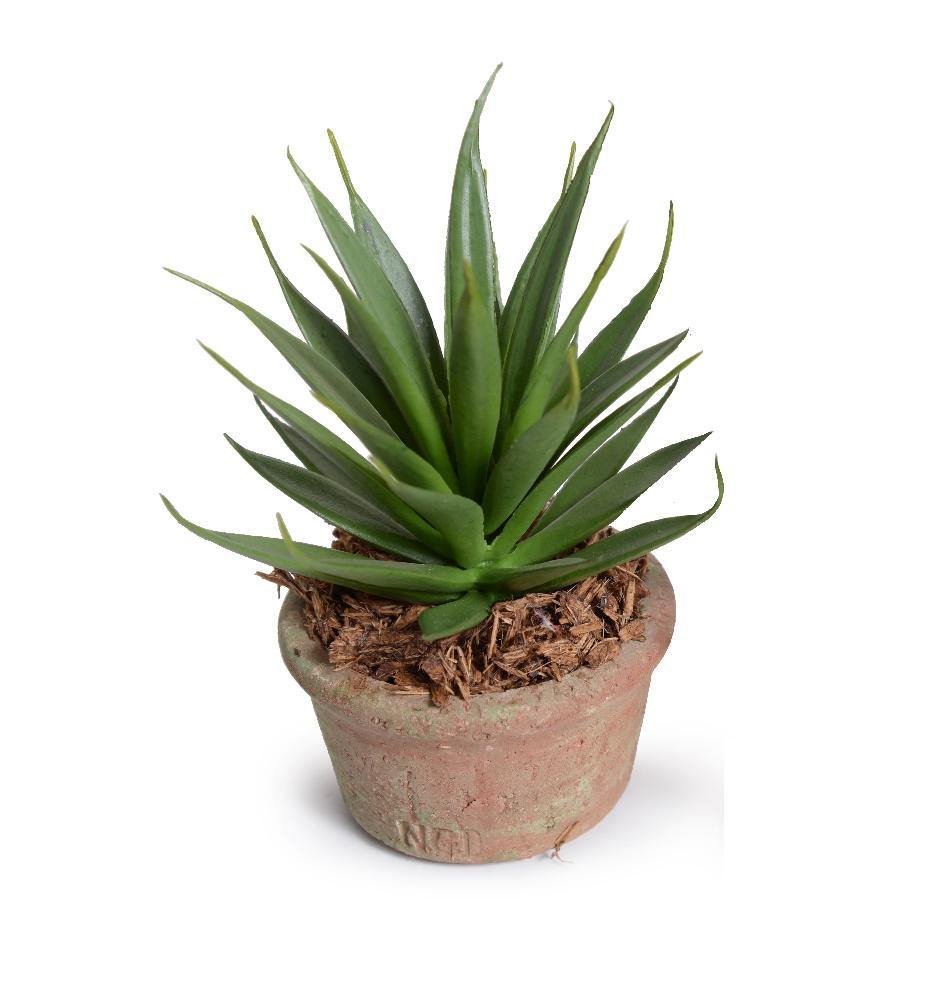 Succulent Agave Albomarginata 6"H