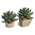 Succulent Pachyphytum 5"H Square