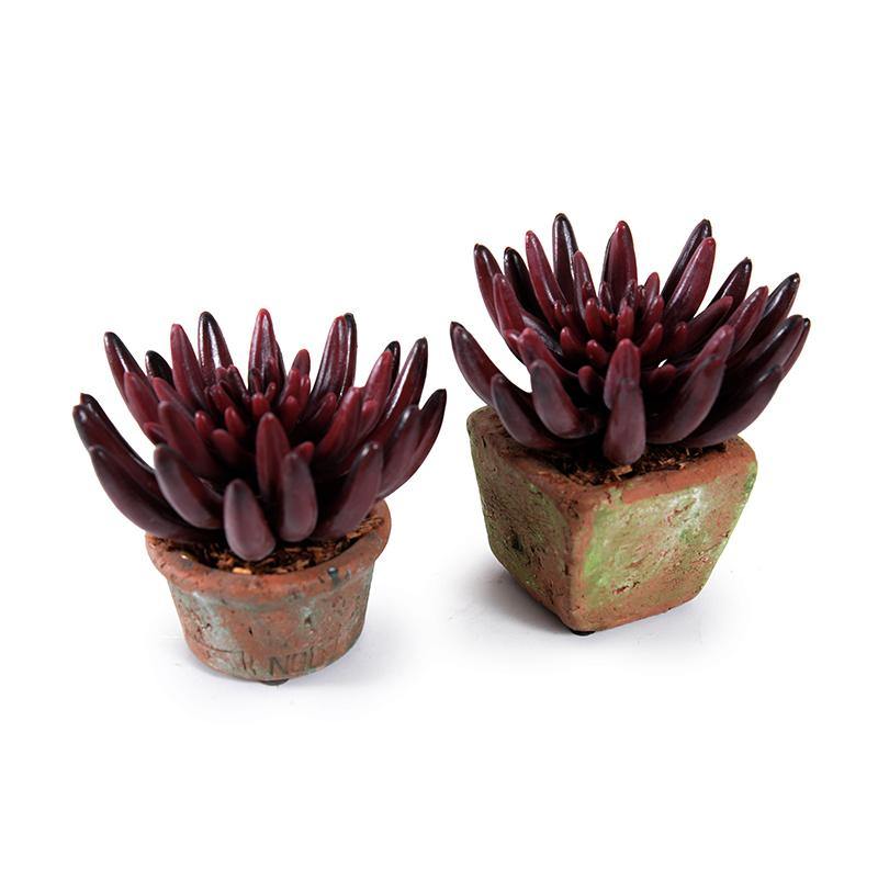 Succulent Starburst 5"H Square