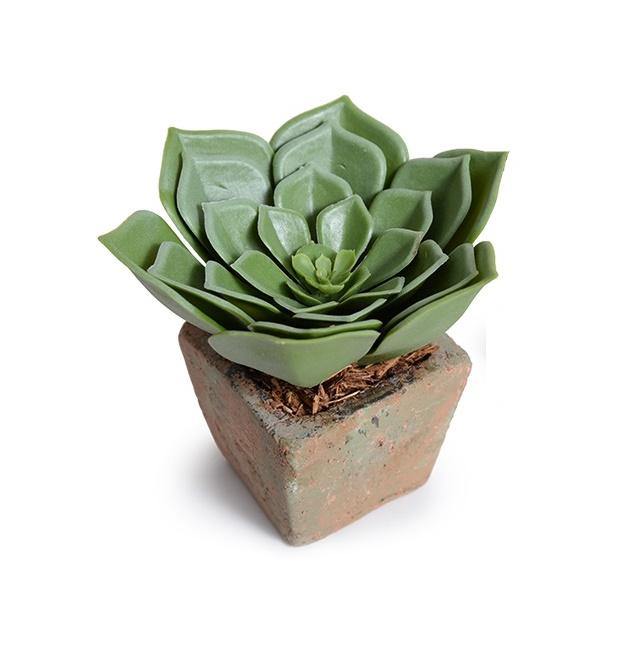 Succulent Echeveria 6"H