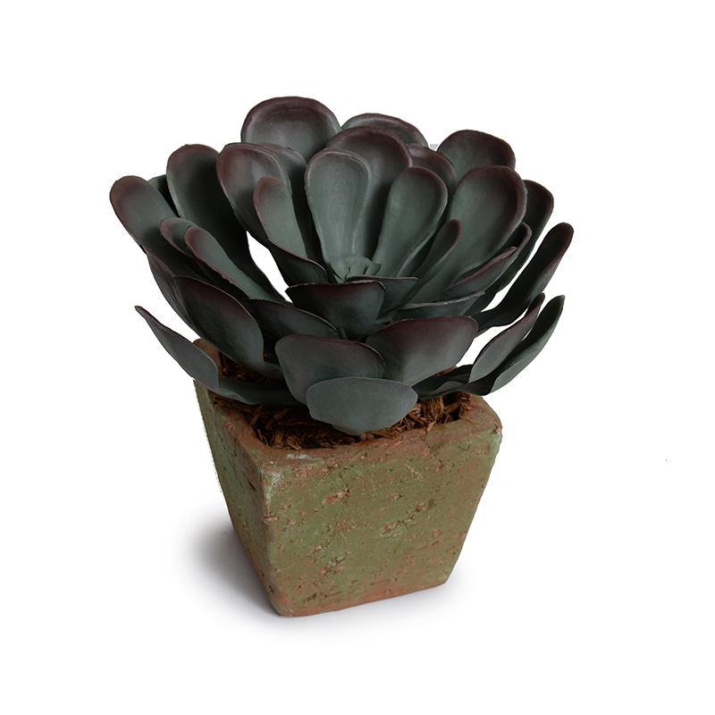 Aeonium Succulent in Rustic Terracotta