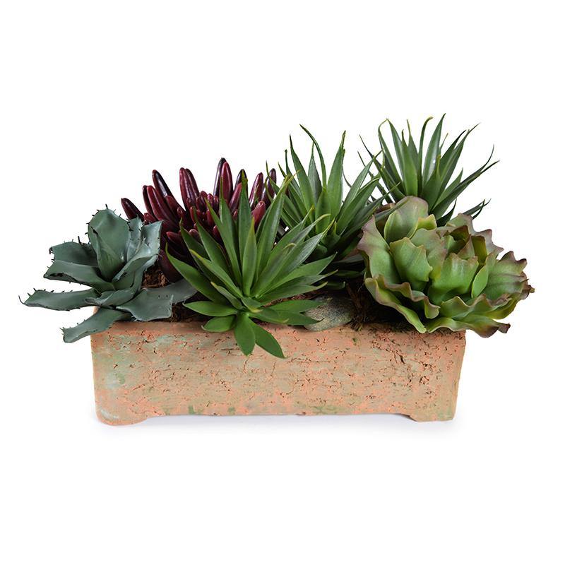 Mixed Succulents in Terracotta 9"H