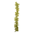 Japanese Maple Leaf Vine 6' Yellow-green