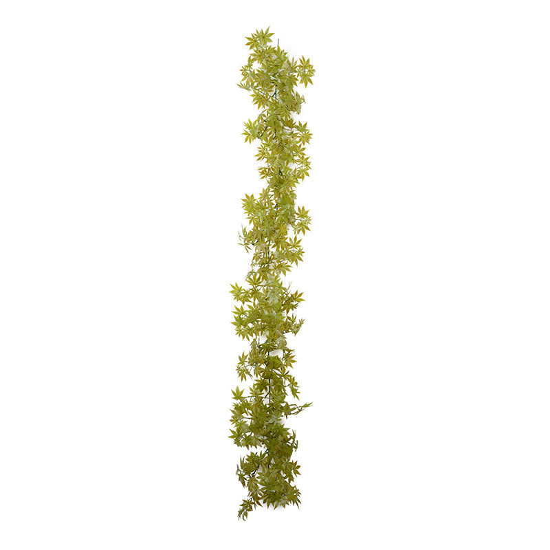Japanese Maple Leaf Vine 6' Yellow-green